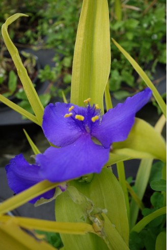 Tradescantia 'Sweet Kate'