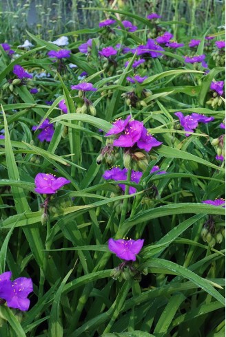 Tradescantia x andersoniana...