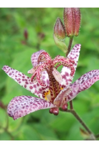 Tricyrtis formosana 'Dark...