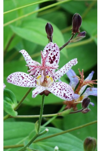 Tricyrtis formosana 'Purple...