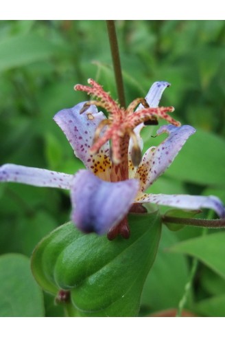 Tricyrtis lasiocarpa