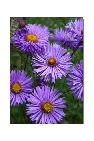 Aster n.a 'Barr's Blue'