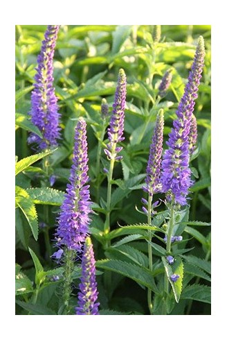 Veronica longifolia Martje fleur