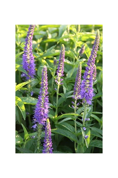 Veronica longifolia Martje fleur