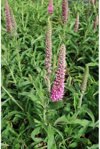 Veronica spicata 'Heidekind'