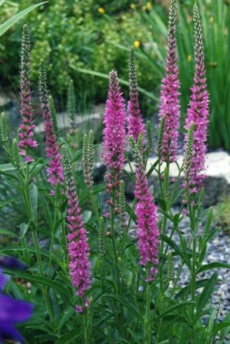 Veronica spicata 'Rosea'