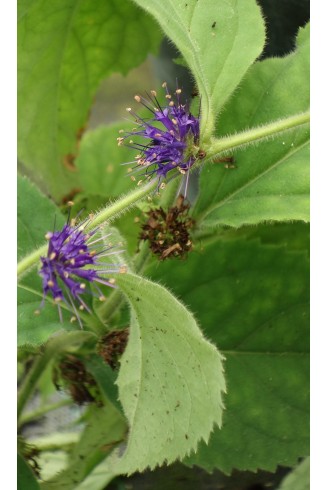 Veronicastrum villosum