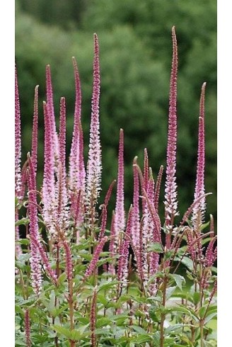 Veronicastrum virginicum...