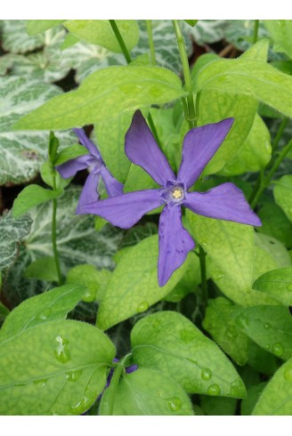 Vinca balcanica