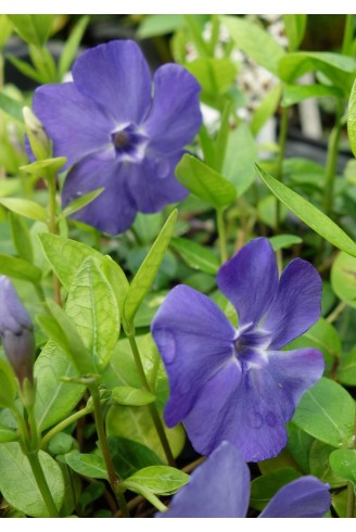 Vinca minor 'La Grave'