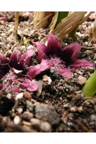 Aspidistra elatior 'Milky Way'