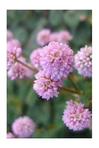 Persicaria capitata