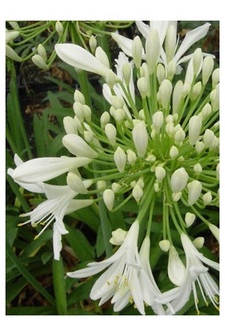 Agapanthus africanus 'Albus'