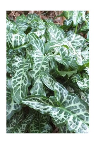 Arum italicum subsp.italicum 'Marmoratum' ('Pictum')