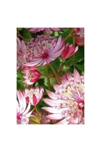 Astrantia major 'Rosea'