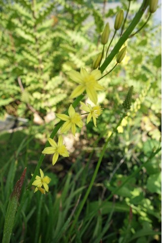Bulbine frutescens