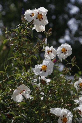 Cistus x purpureus 'Alan...