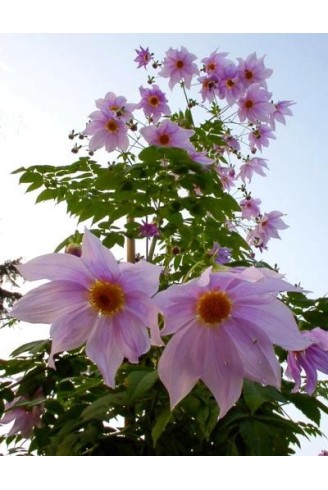 Dahlia imperialis