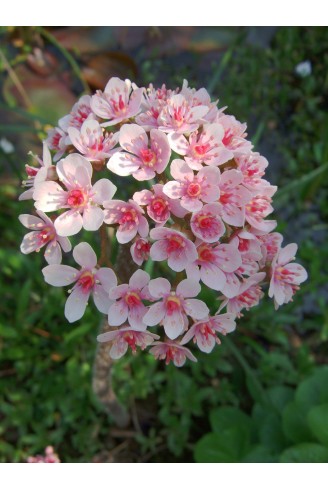 Darmera peltata