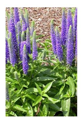 Veronica spicata