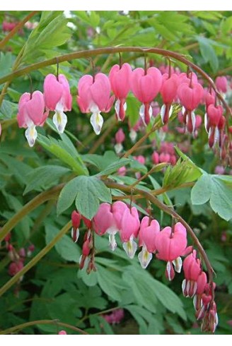 Dicentra spectabilis