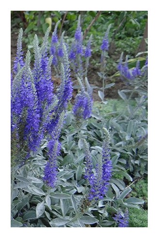 Veronica spicata subsp.incana