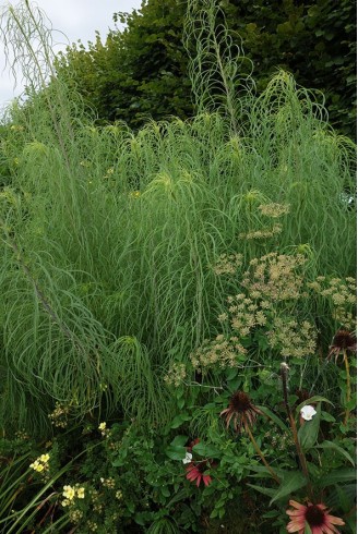 Helianthus salicifolius