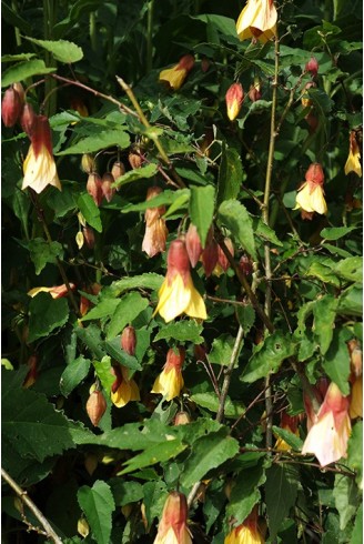 Abutilon 'Kentish Belle'