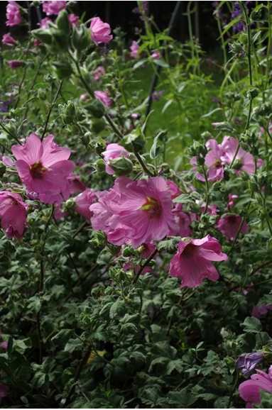 Lavatere x clementii 'Kew Rose'