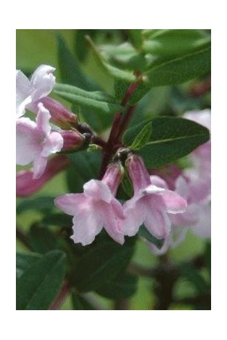 Lonicera syringantha