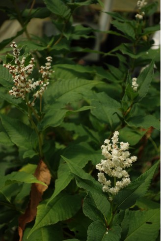 Persicaria weyrichii