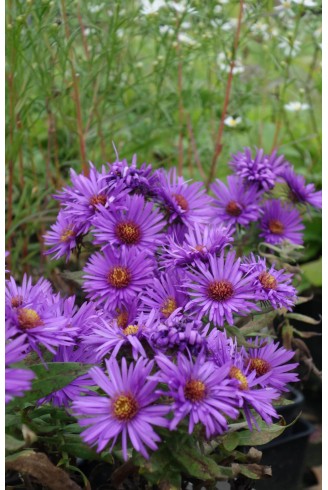 Aster (Symphyotrichum) n.a...