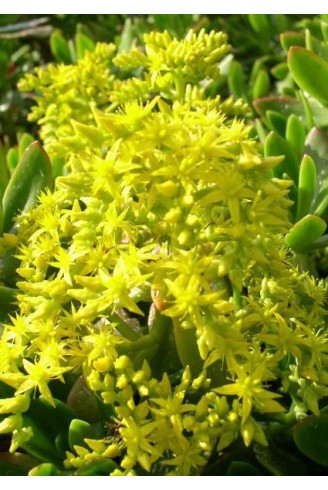 Sedum dendroideum ssp....