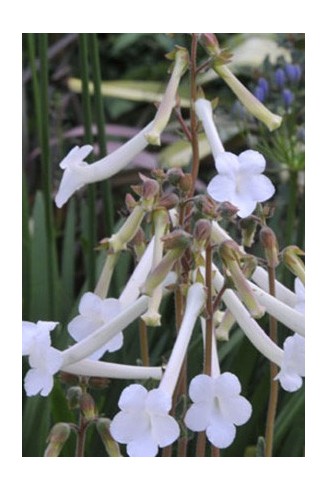 Sinningia tubiflora