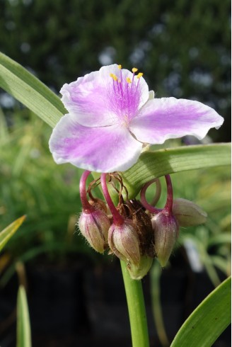 Tradescantia 'Pink Chablis'