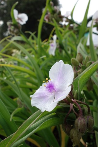 Tradescantia x andersoniana...