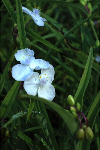 Tradescantia x andersoniana...