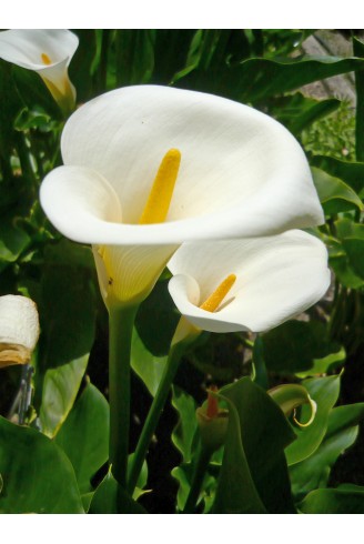 Zantedeschia aethiopica