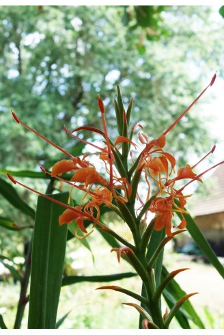 Hedychium aurantiacum