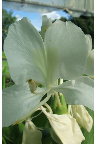 Hedychium coronarium