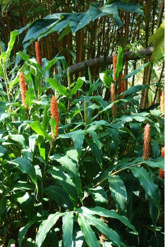 Hedychium densiflorum