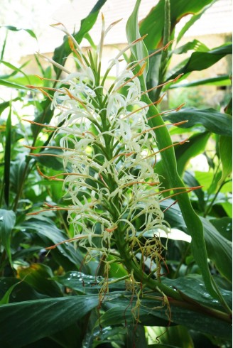 Hedychium griffithianum