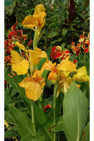 Canna 'Baron Seguier'