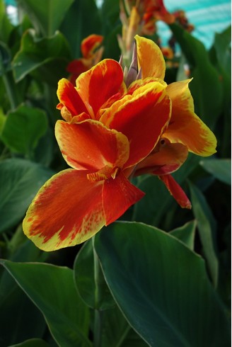 Canna 'Hossegor'