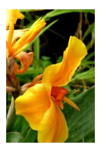 Canna 'Libération'