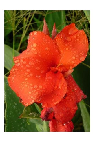 Canna 'Lion Rouge'