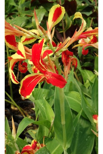 Canna 'Lucifer'