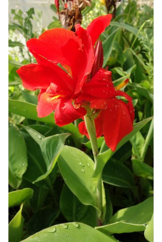 Balisier - Canna 'Oiseau de Feu' - Grande fleur rouge -