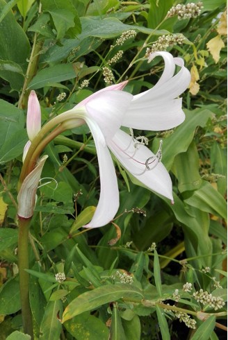 Crinum x powelli