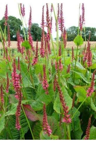 Persicaria amplexicaulis